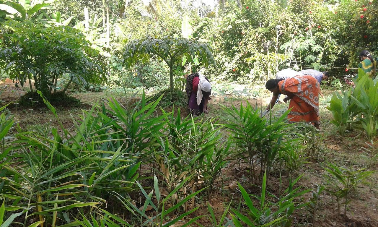 מלון North Paravur Big Banana Island Retreat מראה חיצוני תמונה